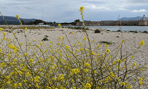 Ammoglossa Beach