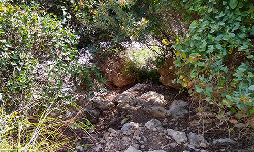 Chamosfakida Beach Bushes
