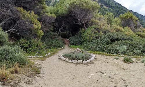 Free camping area among the pine trees at Pefkoulia Beach